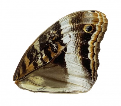 caligo atreus front wing